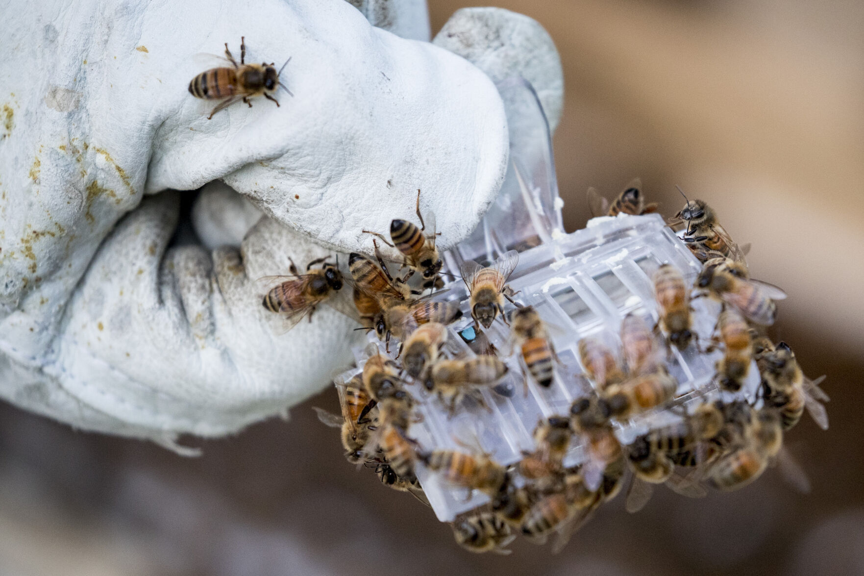 Washington Beekeepers Virus Outbreak